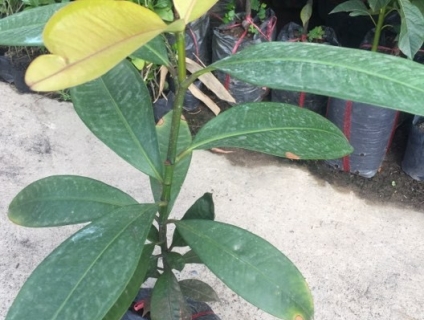 Trại Cây Giống Biên Hòa, Vựa giống cây trồng Đồng Nai, Hạt giống