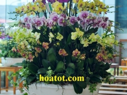 chuyên cung cấp hoa tươi đẹp tại hà nội