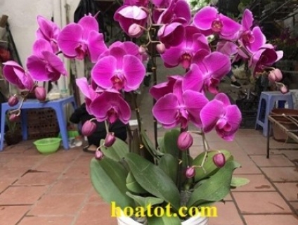 50 câu chậu hoa hồ điệp sang trọng xịn tại hà nội