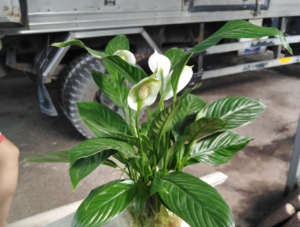 Cây Lan Ý Trong Nước