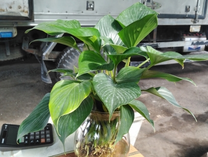 Cây Thanh Tâm Trong Nước