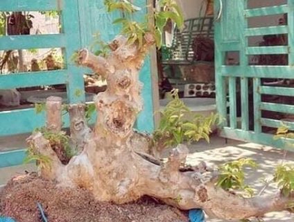 Bằng lăng sống khoẻ