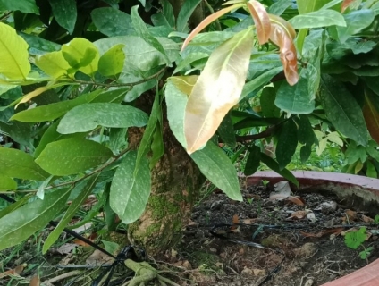 Bán 16 gốc mai vàng khoảng 20 năm vô chậu đầy đủ giá 550 triệu