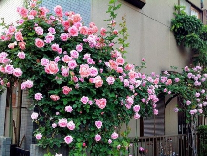 Hoa trồng sân vườn đẹp mê ly - Shop Cây Cảnh Phong Thuỷ Thùy Linh TL