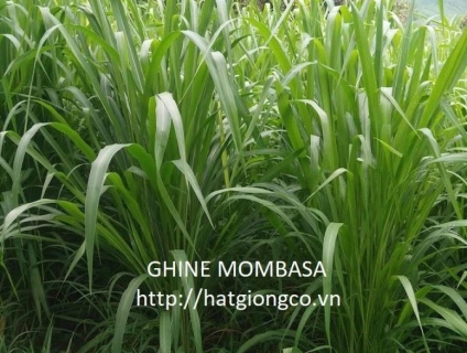 cỏ ghine mombasa - cỏ sả lá lớn