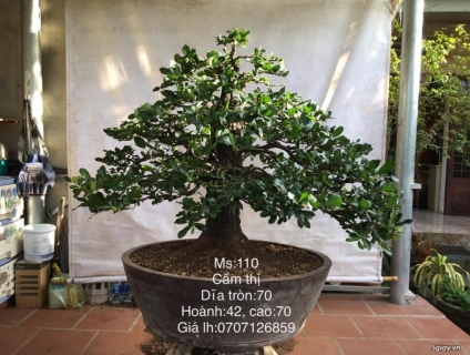 cẩm thị đẹp giao lưu