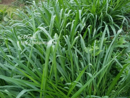cỏ ghine TD58