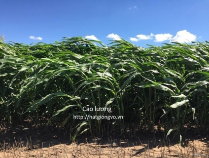 cao luong latter marning