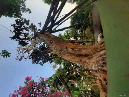 Cây Vú Sữa Cần Bán - giá tốt tại 5giay.vn