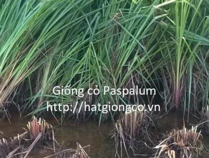 cỏ paspalum giống cỏ chịu ngập úng