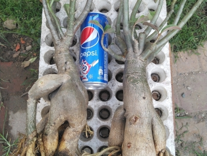 Cần bán cặp cây sứ như hình giá rẻ