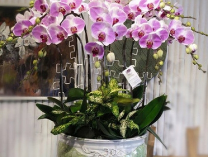 Hoa Tươi Bình Dương - Lan Hồ Điệp