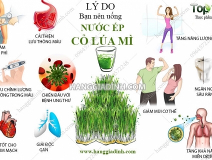 Hạt giống cỏ lúa mì ITALY không chất bảo quản nảy mầm 100%