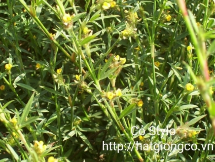 ubon stylo giống cỏ giàu đạm