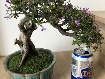 Linh sam 86, lũa thép