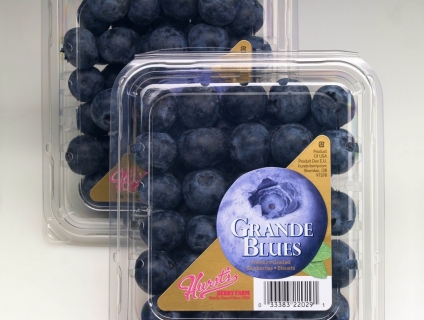 Cung cấp Việt quất tươi