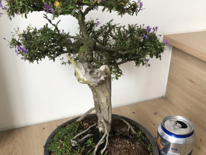 Linh sam 86, lũa thép rin