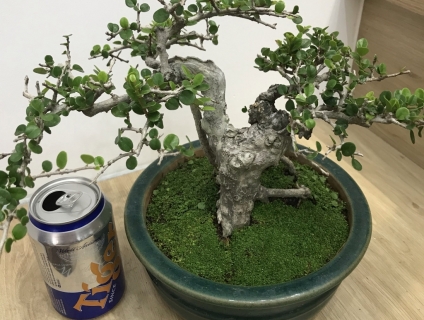 Bonsai sam núi