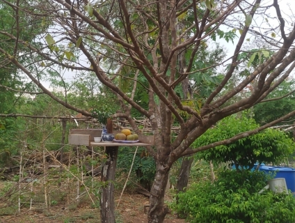 Cần bán cây mai hoành 60 cm