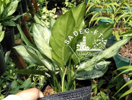 Cây ngân hậu giống mới