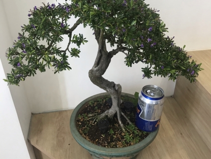 Linh sam 86, lũa thép