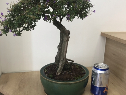 Linh sam 86 lũa thép rin