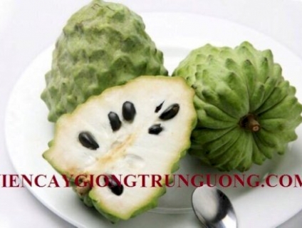 Cây Giống Na Đài Loan, Na Bở, Na Dai, Cây Giống Chất Lượng Cao