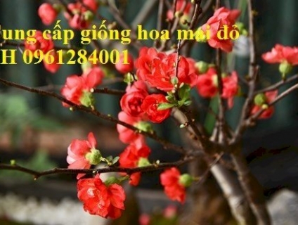 Cung Cấp Hoa Mai Đỏ Chơi Tết, Hoa Mai Đỏ, Hoa Đào Đỏ, Số Lượng Lớn