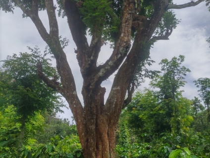 Bán cây khế cổ thụ