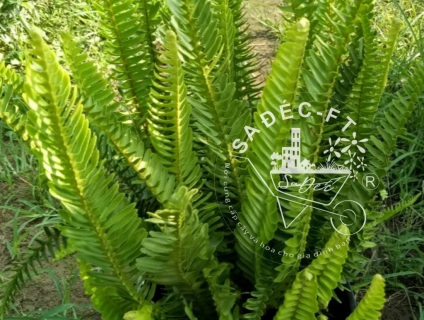 Cây dương xỉ trang trí