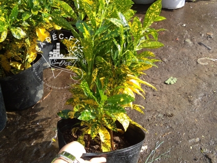 Cô tòng lá đốm hay cây vàng bạc