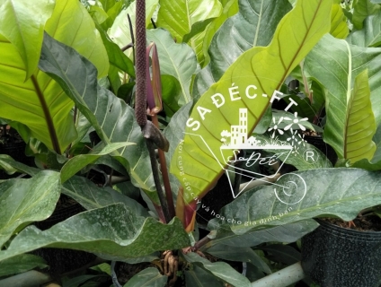 Cây đại hoàng đế hay giáng xanh