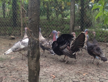 Cần bán Gà Tây có trọng lượng từ 1kg~7kg