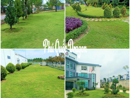 Dịch vụ trồng và chăm sóc cỏ giá rẻ, bao đẹp và trọn gói bảo dưỡng