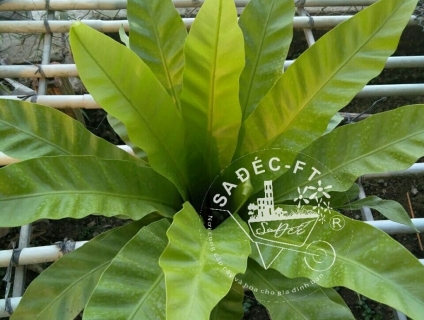 Cây tổ phụng - ráng ổ phụng