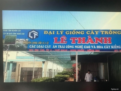 Sang nhượng cây giống giá rẻ