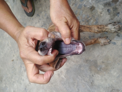 Cần bán chó phú quốc thuần chủng 2 tháng tuổi