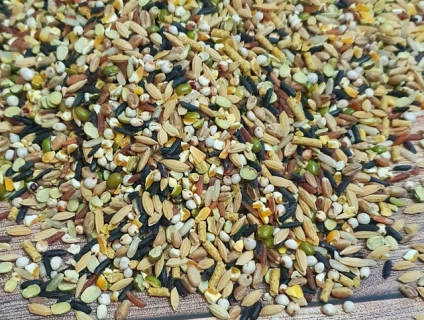 Chuyên ngũ cốc, thuốc vitamin cho gà đá 0345182868