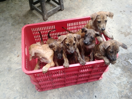 Cần bán chó phú quốc thuần chủng 2 tháng tuổi