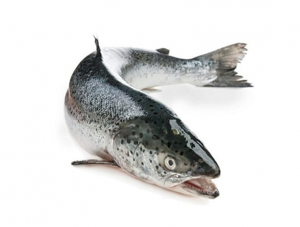 Mua cá Hồi Nauy ở đâu chất lượng? Giá cả thế nào?