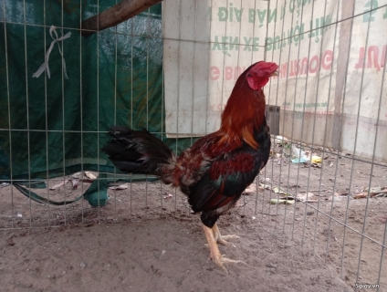 Asil Bobby boles  2,8 Kg