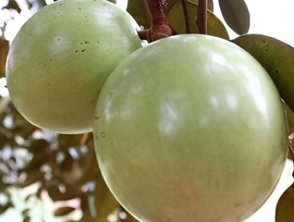 Giờ nàng hàng xóm đã cho chụp cận cảnh rõ nét cặp vú sữa và con bướm bướm xinh xắn