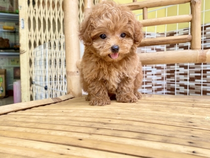 Poodle rẻ bh đầy đủ
