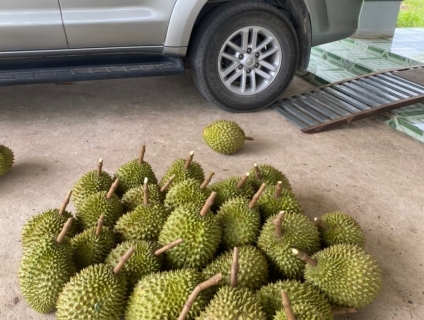 SẦU RIÊNG RI6 GIÁ 120.000/ KG