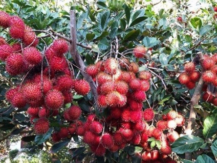 LONG KHÁNH MÙA CHÔM CHÔM ĐẢO Ó – ĐỒNG TRƯỜNG – KDL SUỐI MƠ