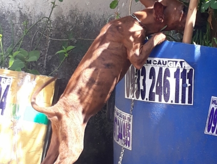 Phú Quốc vện lửa đỏ, lưỡi đen 100%