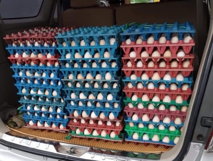 Chuyen cung cap trung ga cong nghiep, ga ac