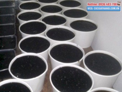 Tô giấy đựng thạch đen Cao Bằng