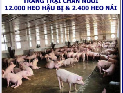 Xin dự án thành lập trại chăn nuôi heo tại Bình Phước
