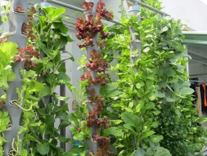 Trụ khí canh trồng rau giá rẻ